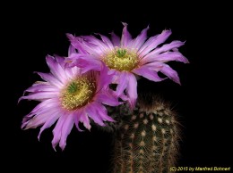 Echinocereus reichenbachii v. caespitosus 1668